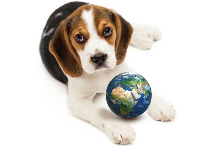 beagle- mondo